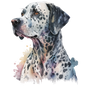 Dalmatian 24