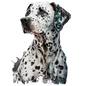 Dalmatian 25