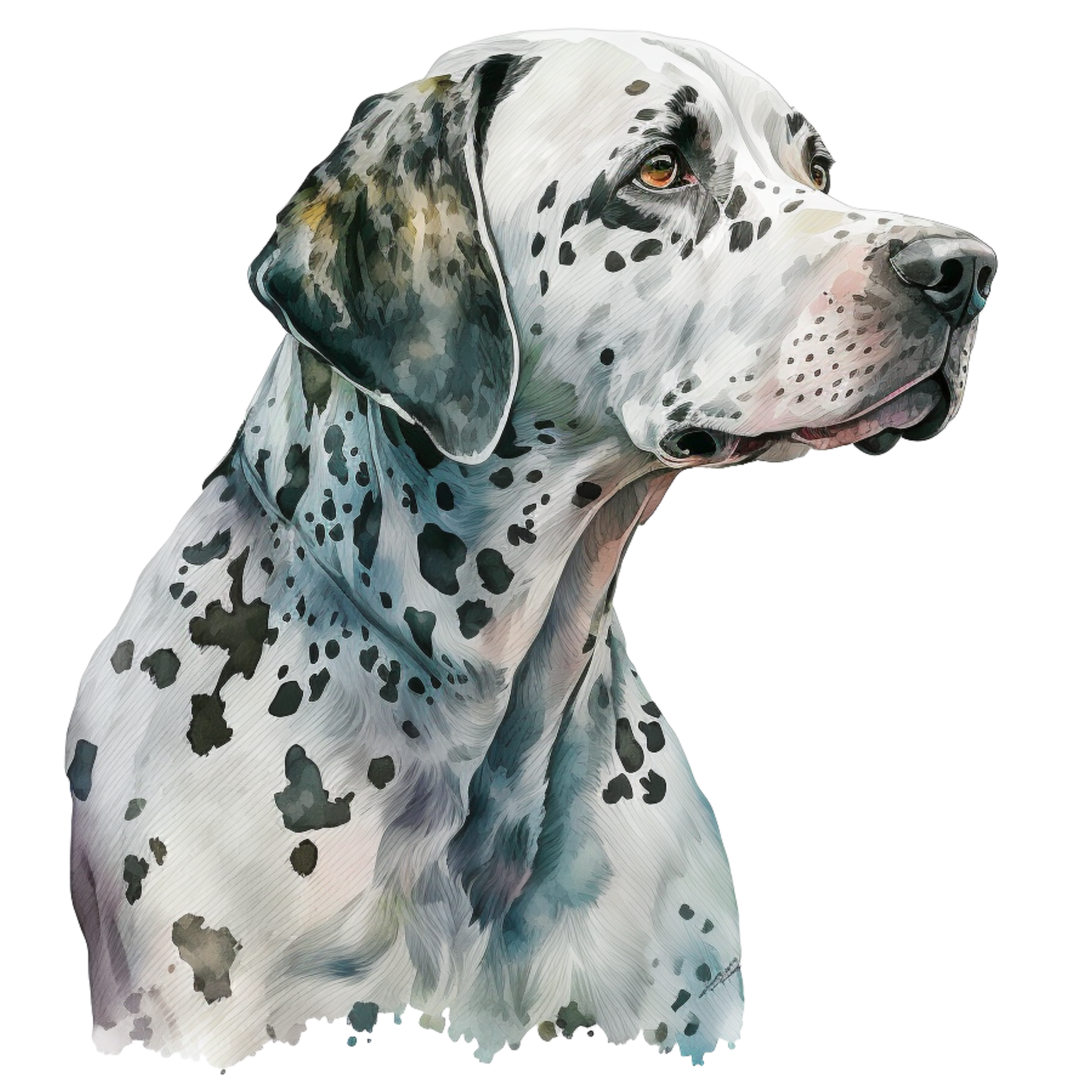 Dalmatian 26
