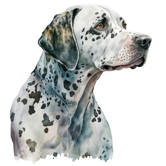 Dalmatian 26