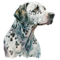 Dalmatian 26