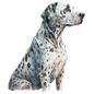 Dalmatian 27