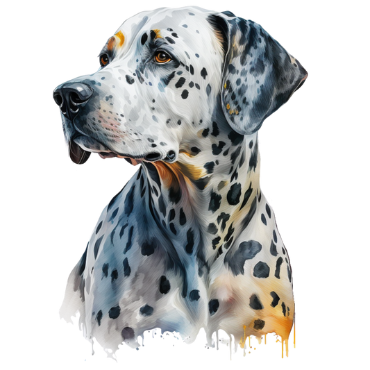 Dalmatian 28