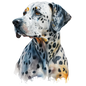 Dalmatian 28