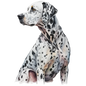 Dalmatian 29