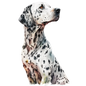 Dalmatian 30