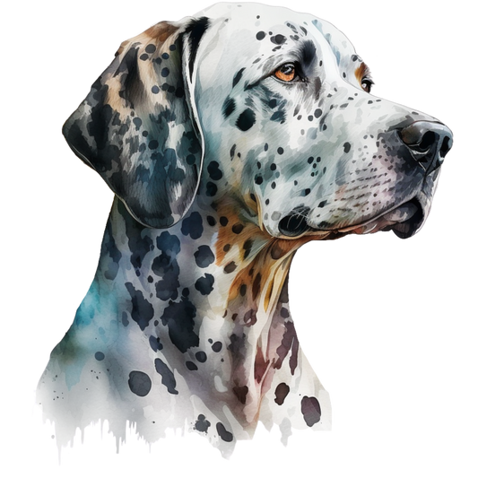 Dalmatian 31