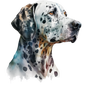 Dalmatian 31