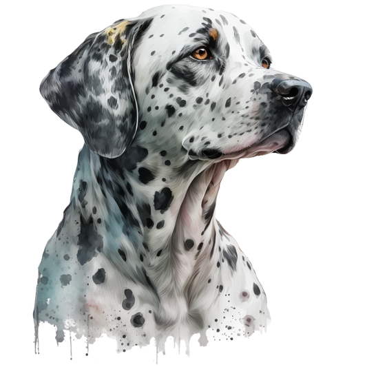 Dalmatian 32