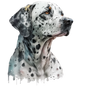 Dalmatian 32