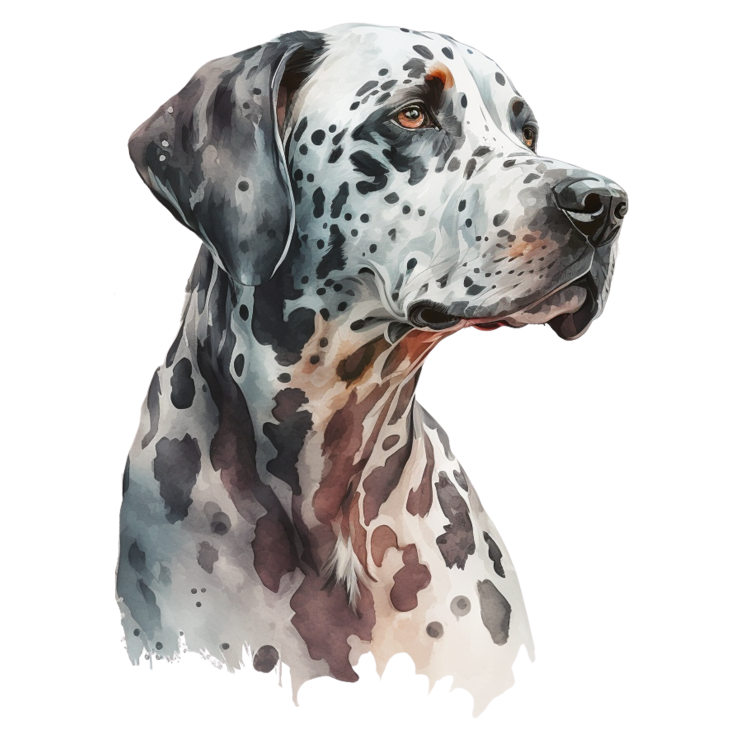 Dalmatian 33
