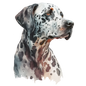 Dalmatian 33