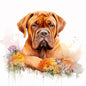 Dogue De Bordeaux 10