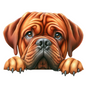 Dogue De Bordeaux 11