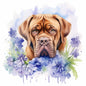 Dogue De Bordeaux 6