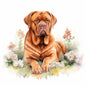 Dogue De Bordeaux 9