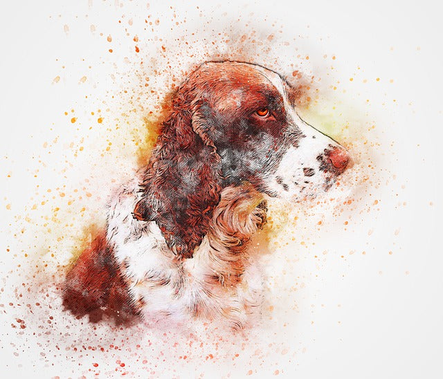 English Springer Spaniel 13