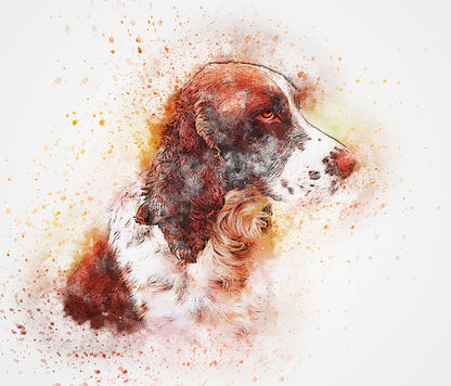 English Springer Spaniel 13