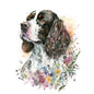 English Springer Spaniel 16