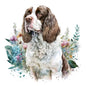 English Springer Spaniel 17