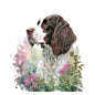 English Springer Spaniel 19