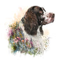 English Springer Spaniel 20