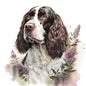 English Springer Spaniel 21