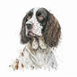English Springer Spaniel 25