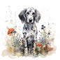 English Setter 4