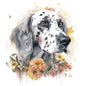English Setter 5