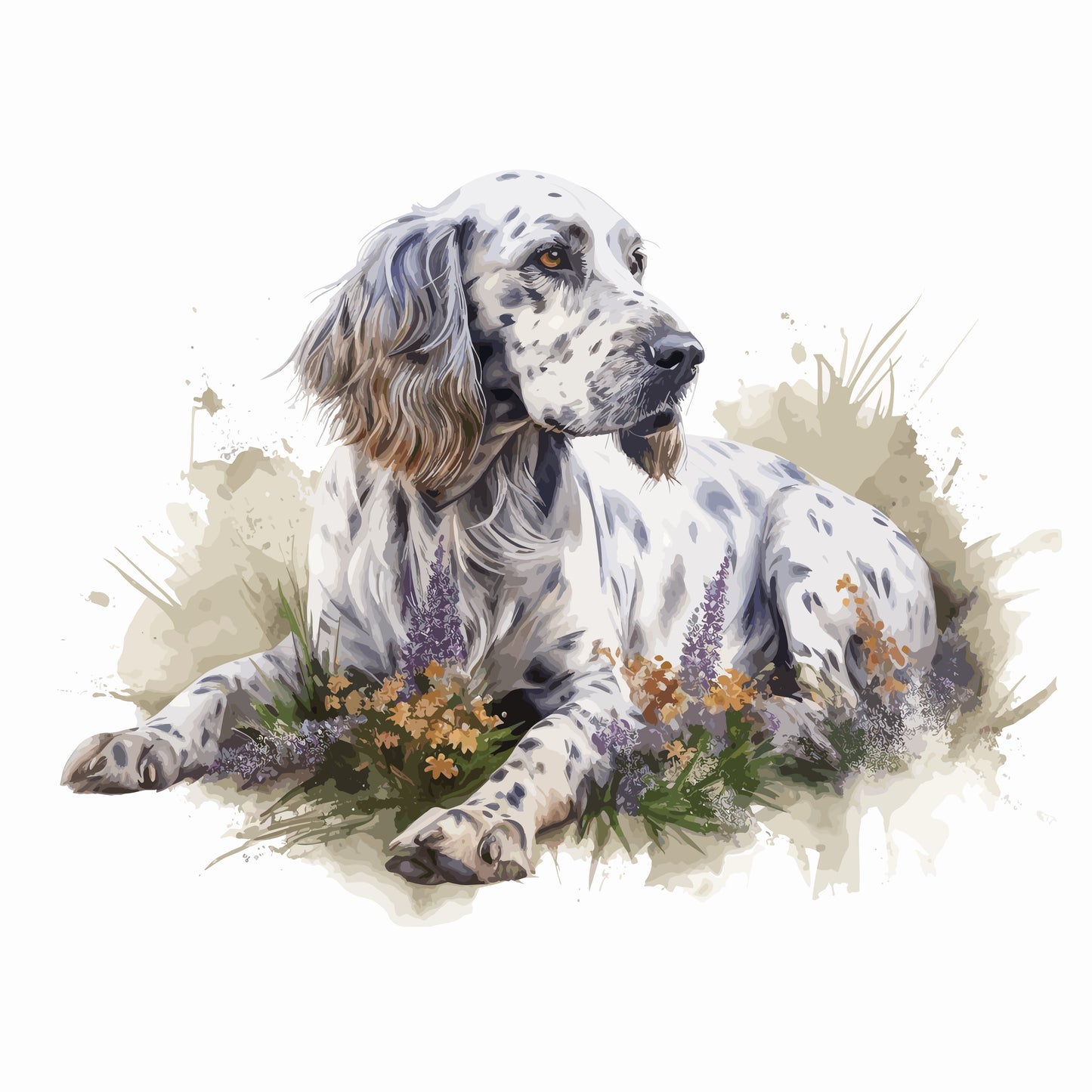 English Setter 7