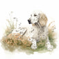English Setter 8