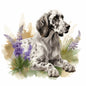 English Setter 9