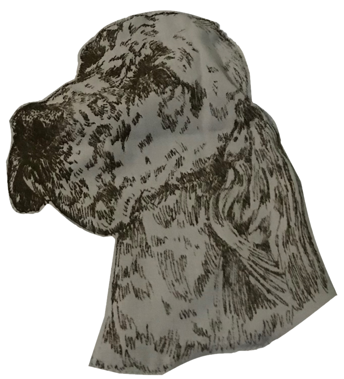 English Setter 13