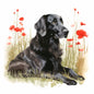 Flat Coated Retriever 1