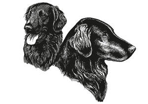 Flat Coated Retriever 11