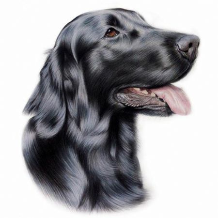 Flat Coated Retriever 12