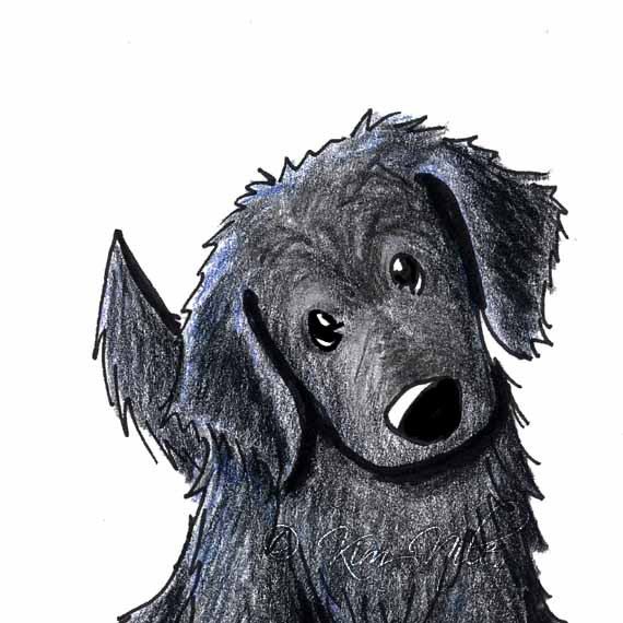 Flat Coated Retriever 13