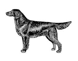 Flat Coated Retriever 14