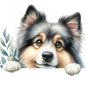 Finnish Lapphund 1