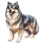 Finnish Lapphund 3