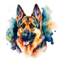 German Shepherd Dog 13