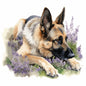 German Shepherd Dog 7
