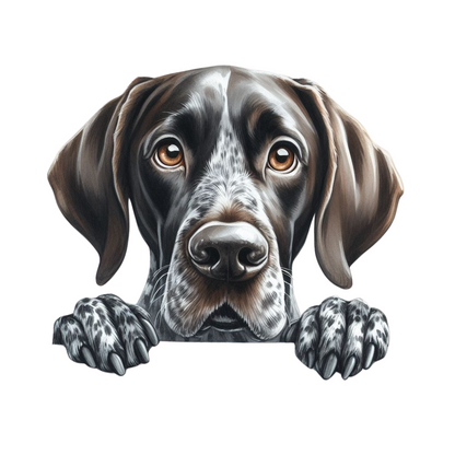 German Shorthaired Pointer 12