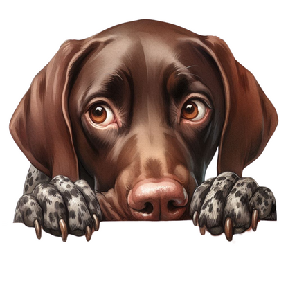 German Shorthaired Pointer 14