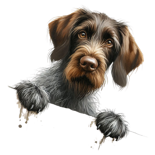 German Wirehaired Pointer 1