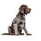 German Wirehaired Pointer 10