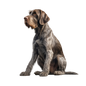 German Wirehaired Pointer 11