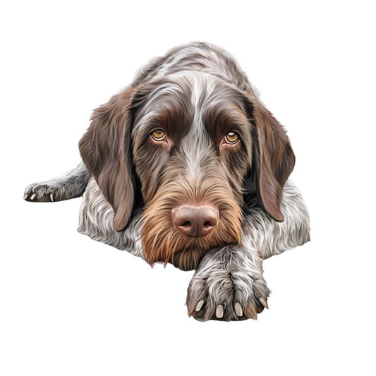 German Wirehaired Pointer 12