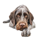 German Wirehaired Pointer 12